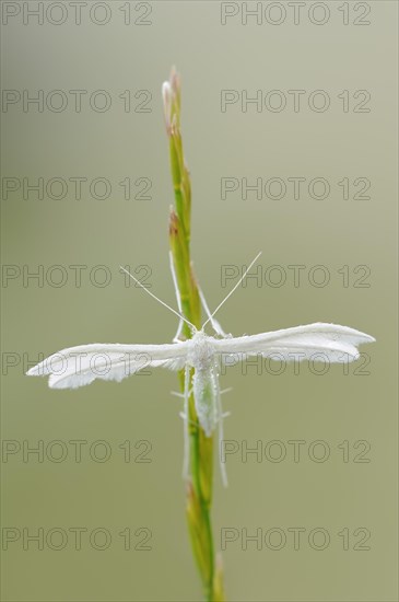 White bindweed moth or sloe ghost (Pterophorus pentadactyla, Pterophorus pentadactylus), North Rhine-Westphalia, Germany, Europe