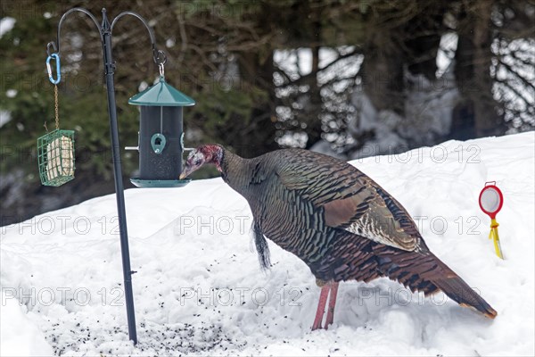 Wild turkey (Meleagris gallopavo), male feeding at a bird feeder, city of Saint-Mathieu du Parc, province of Quebec, Canada, AI generated, North America