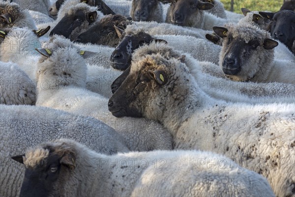 Black-headed domestic sheep (Ovis gmelini aries) in a pen, Mecklenburg-Western Pomerania, Germany, Europe