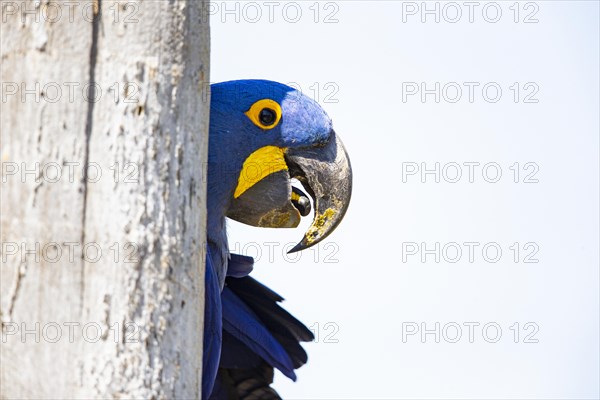 Hyacinth Macaw (Anodorhynchus hyacinthinus) Pantanal Brazil