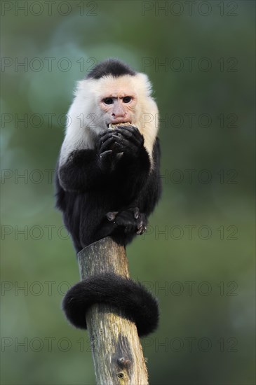 White-shouldered capuchin monkey or white-headed capuchin (Cebus capucinus), feeding, captive, occurring in South America