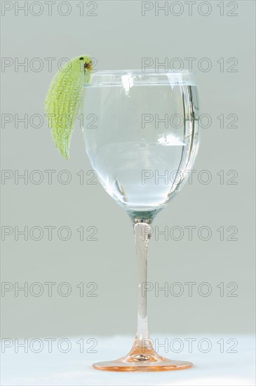 Common milkweed (Asclepias syriaca), fruit as a decorative parrot on a wine glass