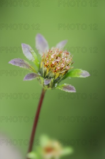 Black-fruited two-tooth (Bidens frondosa, Bidens melanocarpus), flower, North Rhine-Westphalia, Germany, Europe