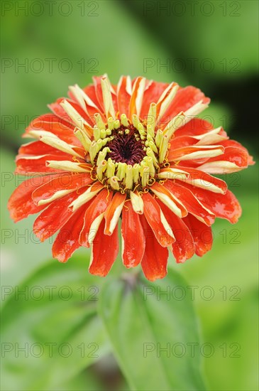 Zinnia (Zinnia elegans, Zinnia violacea), flower, ornamental plant, North Rhine-Westphalia, Germany, Europe