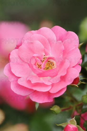 Shrub rose or rose 'Heidetraum' (Rosa hybrida), flower, ornamental plant, North Rhine-Westphalia, Germany, Europe