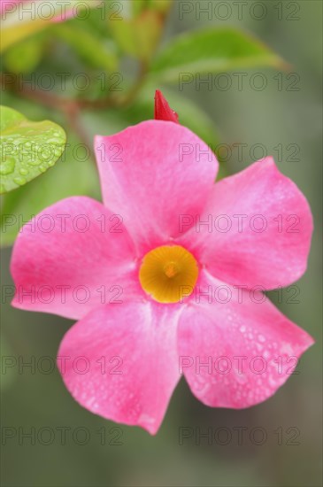 Mandevilla (Dipladenia sanderi, Mandevilla sanderi), flower, ornamental plant, North Rhine-Westphalia, Germany, Europe