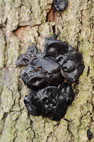 Warty glandular or warty black glandular (Exidia nigricans, Exidia plana), North Rhine-Westphalia, Germany, Europe
