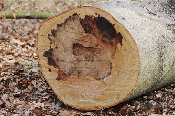 Felled copper beech (Fagus sylvatica) with wood rot, North Rhine-Westphalia, Germany, Europe