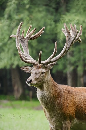 Red deer (Cervus elaphus) with velvet antlers, North Rhine-Westphalia, Germany, Europe