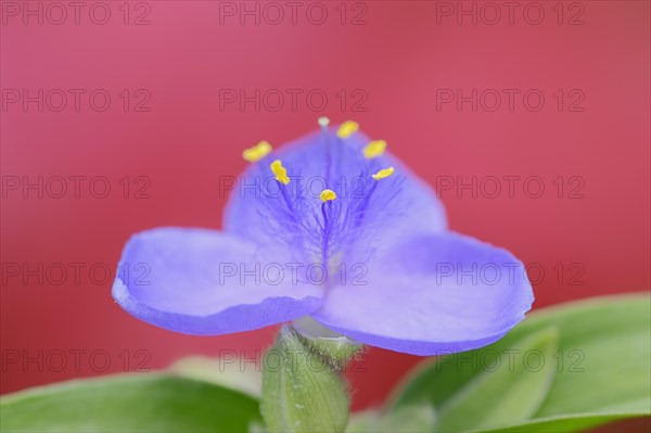 Garden three-master flower (Tradescantia andersoniana), flower, ornamental plant, North Rhine-Westphalia, Germany, Europe