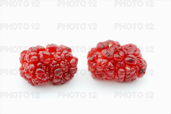 Strawberry spinach (Chenopodium foliosum, Blitum virgatum), fruits on a white background, vegetable and ornamental plant