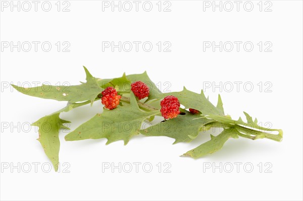 Strawberry spinach (Chenopodium foliosum, Blitum virgatum), leaves and fruits on a white background, vegetable and ornamental plant