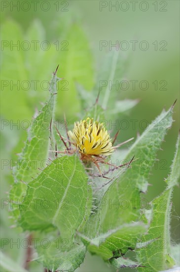 Benedict's weed (Centaurea benedicta, Cnicus benedictus), flower, medicinal plant, North Rhine-Westphalia, Germany, Europe