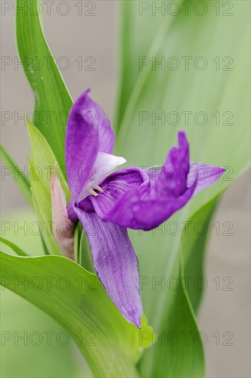 Chinese false orchid or ginger orchid (Roscoea auriculata), flower, native to China