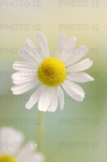 Chamomile (Matricaria recutita, Matricaria chamomilla), flower, medicinal plant, North Rhine-Westphalia, Germany, Europe