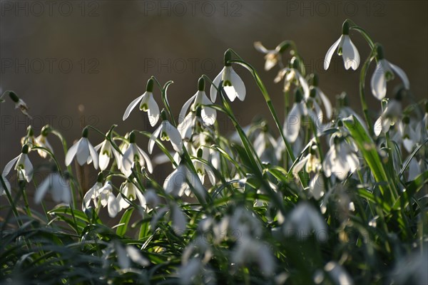 Snowdrops in late winter in the Hunsrueck near Niederwoerresbach, Rhineland-Palatinate, Germany, Europe