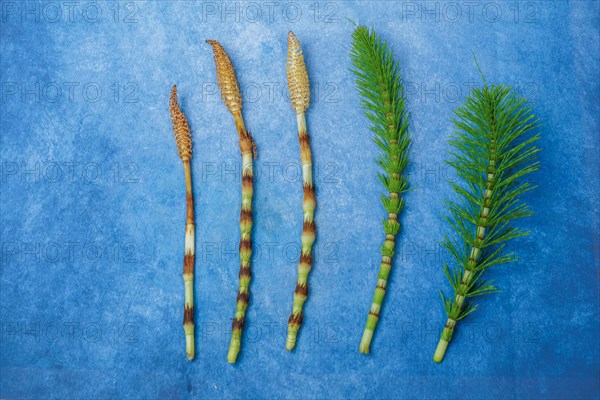 Fresh branches of the medicinal plant horsetail, Equisetum arvense, used for health care, freshly picked from the forest in various stages of growth on a blue background and copy space