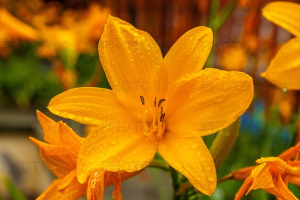 A yellow flower with dew drops on it. The flower is surrounded by other flowers