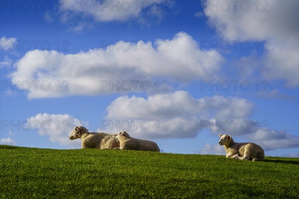 Three sheep, a ewe and two half-grown lambs, lying in the grass and resting. Blue sky with a few clouds in the background. Vestvagoya, Lofoten, Norway, Europe