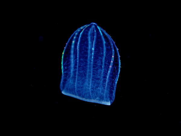 Mediterranean melon jellyfish (Beroe ovata), comb jellyfish, at night, dive site Riviera Beach, Florida, USA, North America