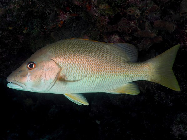 Dog snapper (Lutjanus jocu), dive site John Pennekamp Coral Reef State Park, Key Largo, Florida Keys, Florida, USA, North America