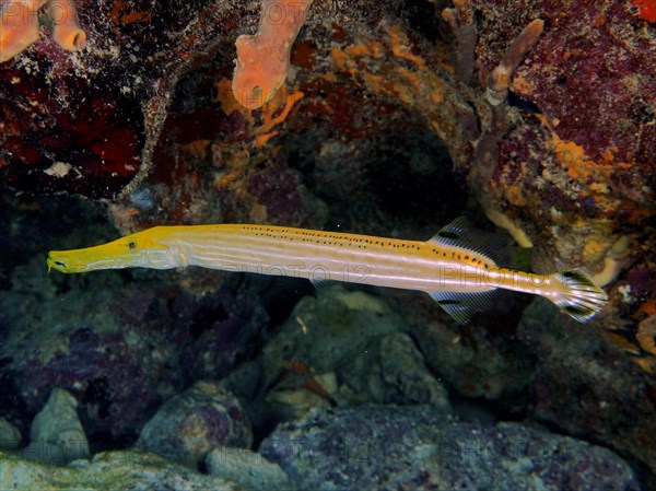 West atlantic trumpetfish (Aulostomus maculatus), dive site John Pennekamp Coral Reef State Park, Key Largo, Florida Keys, Florida, USA, North America