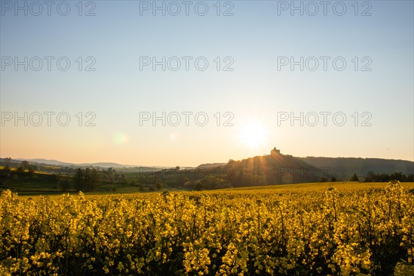 Landscape at sunrise. Beautiful morning landscape with fresh yellow rape fields in spring. Small castle in the yellow fields on a hill. Historic Ronneburg Castle in the middle of nature, Ronneburg, Hesse, Germany, Europe