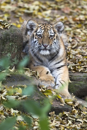 A tiger young looks directly into the camera, surrounded by autumn leaves, Siberian tiger, Amur tiger, (Phantera tigris altaica), cubs