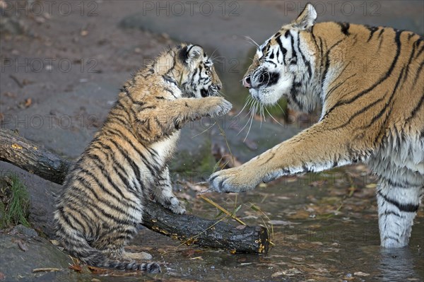 Young tiger in a playful fight with an adult tiger, Siberian tiger, Amur tiger, (Phantera tigris altaica), cubs