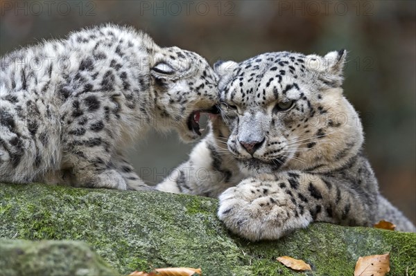 A snow leopard young cuddles up to an adult snow leopard, snow leopard, (Uncia uncia), young