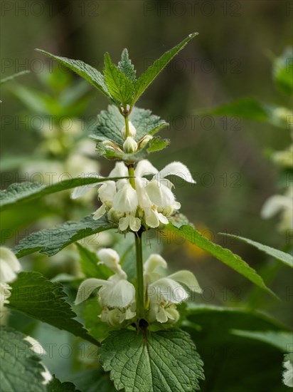 White nettle (Lamium album) in bloom, Leoben, Styria, Austria, Europe