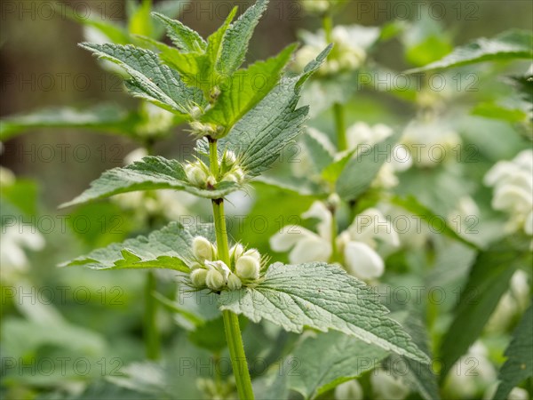 White nettle (Lamium album) in bloom, Leoben, Styria, Austria, Europe