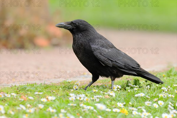 Raven crow (Corvus corone corone), in daisy meadow, lawn, Rosensteinpark Stuttgart, Baden-Wuerttemberg, Germany, Europe