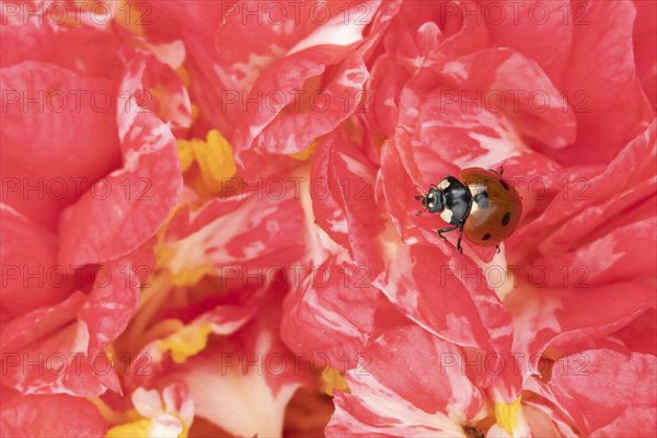 Seven-spot ladybird (Coccinella septempunctata) adult on a garden Camellia flower in spring, England, United Kingdom, Europe