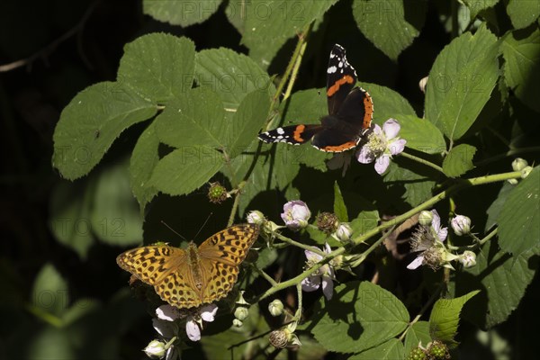 Silver-washed fritillary butterfly (Argynnis paphia) and Red admiral butterfly (Vanessa atalanta) two adults feeding on Bramble flowers, Suffolk, England, United Kingdom, Europe