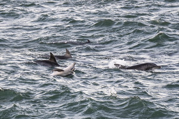 Dolphins, Bottlenose dolphins, Bay, Port Elizabeth, South Africa, Africa