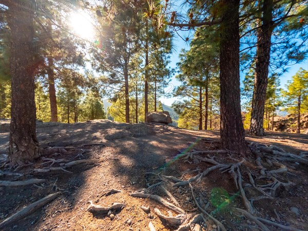 Landscape on the trails up to Roque Nublo in Gran Canaria, Canary Islands