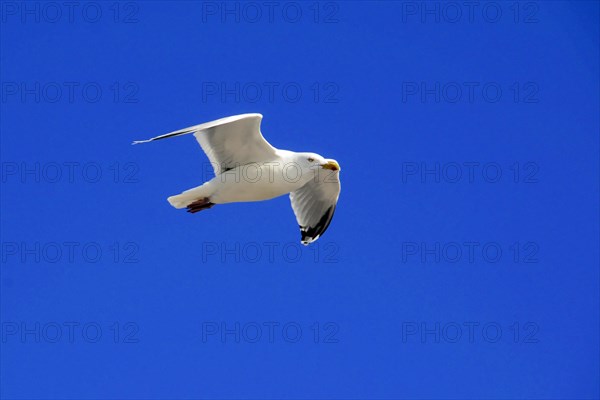 European herring gull (Larus argentatus), A gull with outstretched wings flies in the clear blue sky, Sylt, North Frisian Island, Schleswig-Holstein, Germany, Europe
