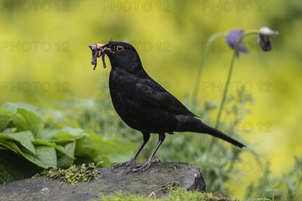 Blackbird (Turdus merula) with earthworms in its beak, Emsland, Lower Saxony, Germany, Europe