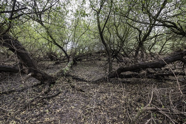 Old willows (Salix alba) in the quarry forest, Emsland, Lower Saxony, Germany, Europe