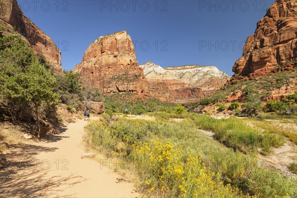 Hikers on the Angels Landing Trail, Zion National Park, Colorado Plateau, Utah, USA, Zion National Park, Utah, USA, North America