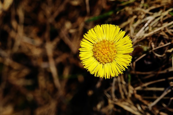 Coltsfoot (Tussilago farfara), close-up of a flower, Wilnsdorf, North Rhine-Westphalia, Germany, Europe