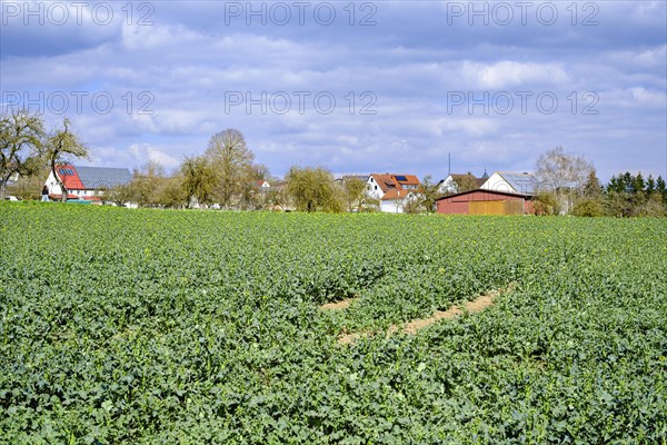 Rape field in spring in a rural setting near Talheim, Lauterach, Munderkingen, Swabian Alb, Baden-Wuerttemberg, Germany, Europe