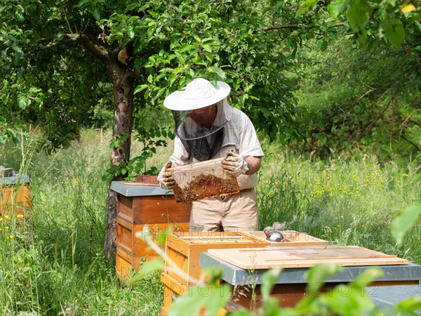 Beekeeper in protective clothing inspecting a frame with honey bees (Apis mellifera), North Rhine-Westphalia, Germany, Europe