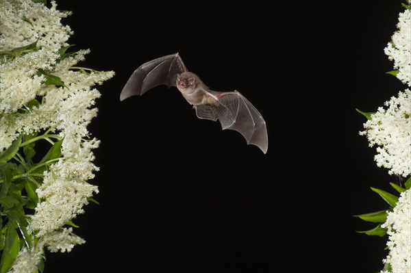 Common bent-wing bat (Miniopterus schreibersii) flying past a flowering elder (Sambucus), Pleven, Bulgaria, Europe