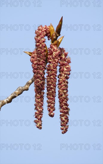 Bastard black poplar, Canadian poplar (Populus), male flowers, Thuringia, Germany, Europe