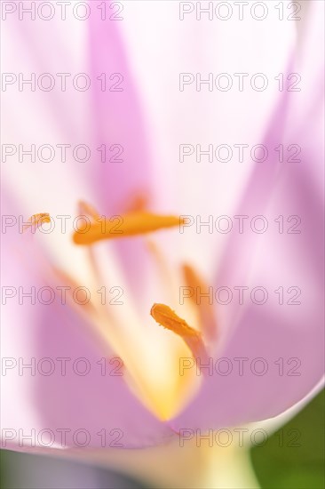 Detail of the stamen in an meadow saffron (Colchicum autumnale) . Alsace, East, France, Europe