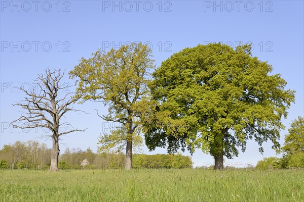 Three oak trees (Quercus), standing deadwood, two trees with blossoms and leaf buds on a pasture, blue sky, North Rhine-Westphalia, Germany, Europe