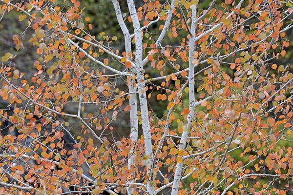 Deciduous tree, aspen (Populus tremula), branches with autumn leaves, Eastern Eifel, Rhineland-Palatinate, Germany, Europe