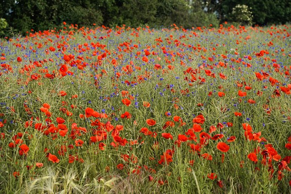 Poppy flowers (Papaver rhoeas), Baden-Wuerttemberg, A meadow with a variety of red poppies and blue cornflowers, poppy flowers (Papaver rhoeas), Baden-Wuerttemberg, Germany, Europe